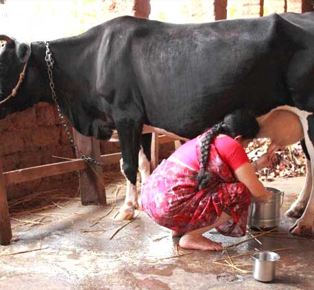 Improving milch animal productivity